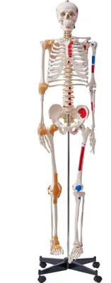 Zdjęcie produktu dla Model ludzkiego szkieletu do anatomii - 182 cm naturalnej wielkości - Dokładny model szkieletu anatomicznego z PVC z więzadłami, ruchomymi rękami, nogami i szczęką - Z punktami pochodzenia i wprowadzania mięśni