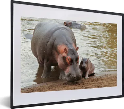 Produktbild von MuchoWow® MuchoWow® Gerahmtes Poster Tiere - Nilpferde - Baby 40x30 cm - Poster mit zchwarzem Bilderrahmen - Bilderrahmen - Poster im Rahmen