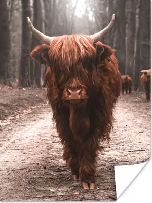 Produktbild von MuchoWow® Poster Schottischer Hochländer - Wald - Kuh - Tiere - Natur 60x80 cm - Schlafzimmer Dekoration