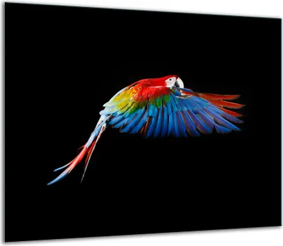 Obrázek produktu pro Skleněný kryt varné desky 60x52cm Parrot Black