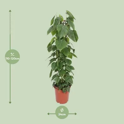 Immagine prodotto di Philodendron Scandens, pianta da appartamento a forma di albero, Ø 24 cm, 120 cm, foglie a forma di cuore