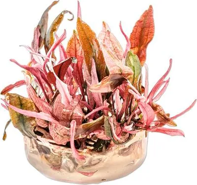 Obrázek produktu pro Kryptokoryna Cryptocoryne spec.´Flamingo´ In-Vitro