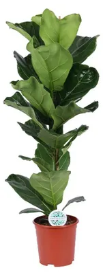 Produktbild von Geigenfeige | Ficus lyrata - Ø21CM - ↕90 cm