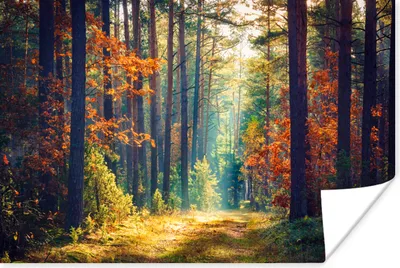 Produktbild von MuchoWow® Poster Wald - Sonne - Natur - Herbst 120x80 cm - Bilder