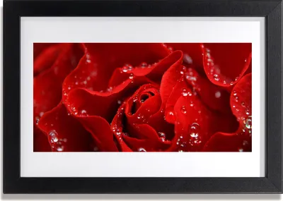 Produktbild von Bild 30x20 MDF-Rahmen Wandkunst Rose Blume Pflanze Natur