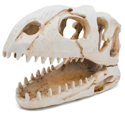 Image de Décoration d'aquarium en forme de crâne de dinosaure, grandes décorations de grotte pour poissons combattants et reptiles