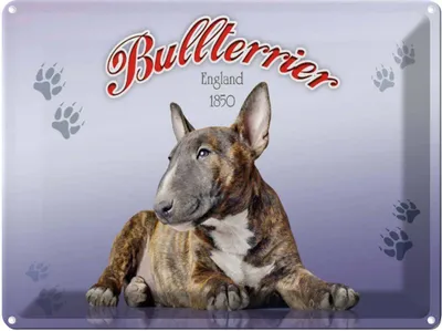 Produktbild von vianmo Blechschild 30x40 cm Hund Bullterrier England 1850