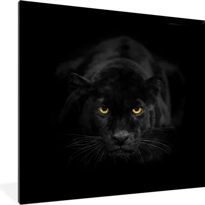 Produktbild von MuchoWow® MuchoWow® Gerahmtes Poster Panther - Schwarz - Gelb 40x40 cm - Poster mit zchwarzem Bilderrahmen - Mit Rahmen - Wanddekoration Schlafzimmer