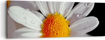 Produktbild von Bild auf Leinwand - Leinwandbild - Kraut Kamille Blume Wasser - 90x30cm - Wand Bild - Wanddeko - Leinwanddruck - Bilder - Kunstdruck - Wanddekoration - Leinwand bilder - Wandkunst - AB90x30-2282
