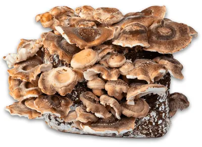 Produktbild von Hawlik Pilzbrut Shiitake-Kultur – Pilzzuchtset Speisepilze selbst züchten, -, +14 bis +22°C