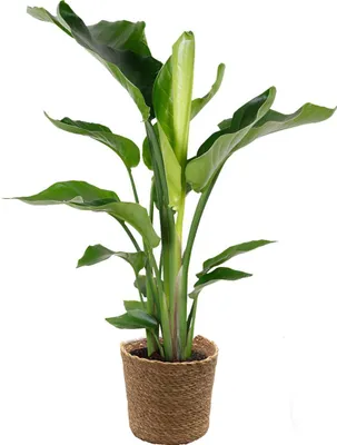 Produktbild von Strelitzia Nicolai - Paradiesvogelpflanze - Paradiesvogelblume - Zimmerpflanzen - Luftreinigend - Pflegeleicht - 80-100 cm Hoch - Seegras Korb 21 cm