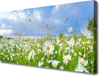 Produktbild von Tulup Leinwand-Bilder 100x50 Wandbild Canvas Kunstdruck Wiese Gänseblümchen Natur