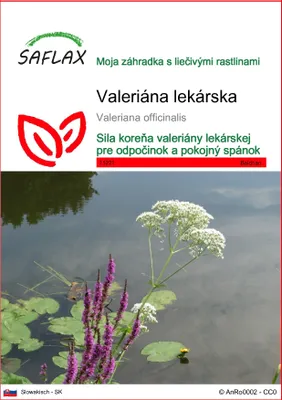 Obrázok produktu pre SAFLAX - valeriána lekárska - Valeriana officinalis - 200 Semená