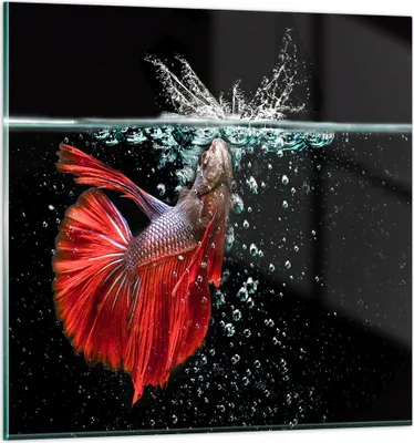 Produktbild von Bilder auf glas - Fisch Wasser Natur - 50x50cm - Glasbilder - Wandbilder - Kunstdruck - zum Aufhängen bereit - Wanddekoration aus Glas - Glas Bilder - Wandbild auf Glas - Einteilig - GAC50x50-3492