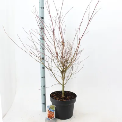 Produktbild von Acer pal. 'Katsura' - Fächerahorn | 100-120 cm im Topf
