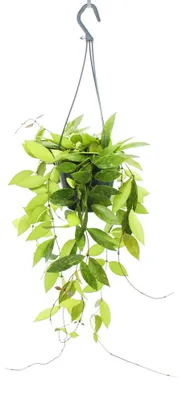 Produktbild von Zimmerpflanze zum Hängen - Hoya gracilis - Porzellanblume - Wachsblume - 14cm Ampel