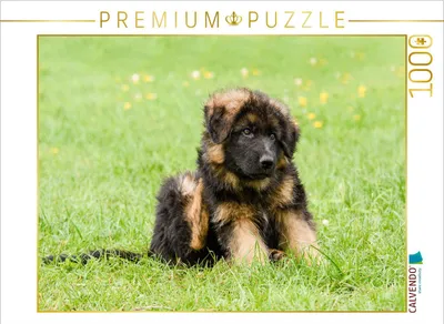 Produktbild von CALVENDO Puzzle Schäferhund - Welpe Rüde | 1000 Teile Lege-Größe 64x48cm Foto-Puzzle für glückliche Stunden