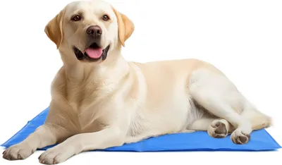 Produktbild von Navaris Kühlmatte für Hunde - Kühlmatte Hund - Selbstkühlende Hautiermatte mit Gel - Kühlmatte für Haustiere - Kein Gefrieren notwendig - 81 x 96 cm -