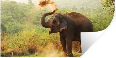 Produktbild von MuchoWow® Wandtattoo Wandsticker Wandaufkleber Elefant - Tiere - Wald - Bäume 40x20 cm Selbstklebend und Repositionierbar - Aufkleber
