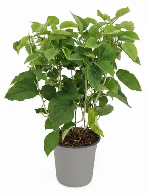 Produktbild von Ballhortensie Strong Annabelle 40-60 cm, im Topf - Hydrangea arborescens