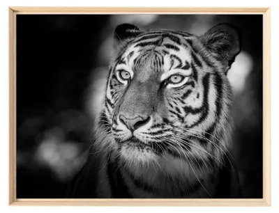 Image de Tableau mural encadré portrait tigre sauvage 60x80 cm, Tableau mural moderne pour décoration intérieure