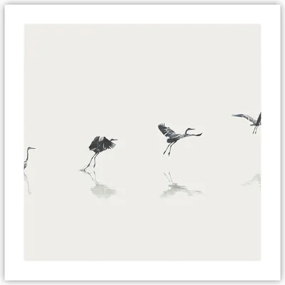 Produktbild von Poster - Poster ohne Rahmen - Flug Vogel Reiher - 50x50 cm - Wand Bild - Wanddeko - Wandbilder - Kunstposter - Wandposter - Bilder - Kunstdruck - Wanddekoration - Wandbild - P2XAC50x50-5096
