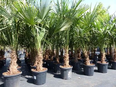 Produktbild von XXL Palme winterhart 180 - 190 cm Trachycarpus fortunei, Hanfpalme,