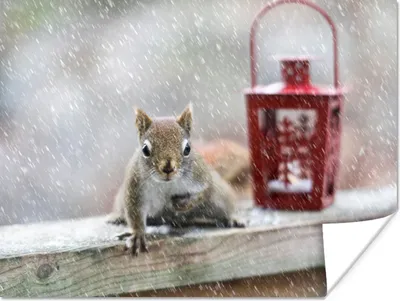 Produktbild von MuchoWow® Poster Eichhörnchen - Laterne - Schneeflocke - Winter 160x120 cm - Foto Plakat
