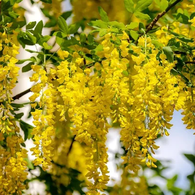 Obrázok produktu pre Zlatý dážď (Laburnum anagyroides) – výška 60 cm – 2-litrový kvetináč
