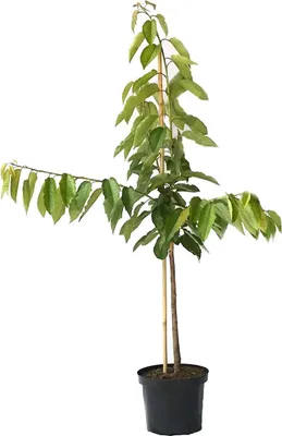 Produktbild von Große Schwarze Knorpelkirsche Buschbaum 110-140 cm 10 Liter Topf F12/I
