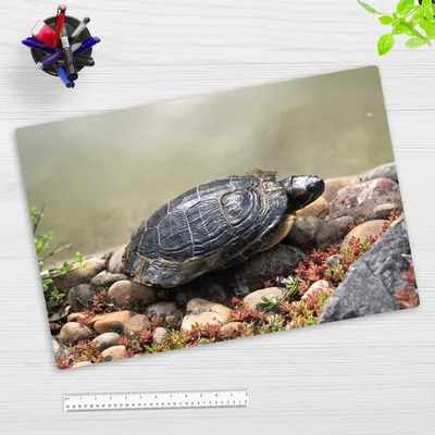 Produktbild von Schreibtischunterlage für Kinder und Erwachsene - Schildkröte am Wasser - 60 x 40 cm - aus Premium Vinyl - Germany