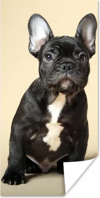 Produktbild von MuchoWow® Poster Französische Bulldogge - Schwarz - Beige 60x120 cm - Wandschmuck