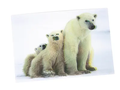 Produktbild von 3 D Ansichtskarte Eisbären, Eisbär Raubtier Postkarte Wackelkarte Hologrammkarte Tiere