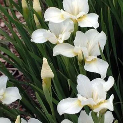 Immagine prodotto di 6 x Iris pumila 'Bright White' (gigli di giada) | Vaso da 9x9 cm