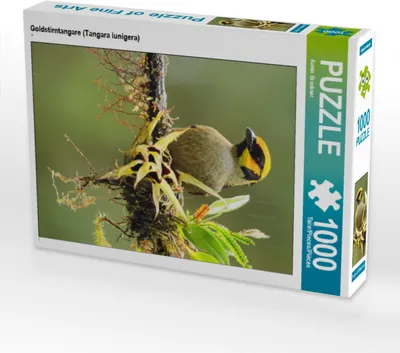 Produktbild von CALVENDO Puzzle Goldstirntangare (Tangara lunigera) | 1000 Teile Lege-Größe 64x48cm Foto-Puzzle für glückliche Stunden