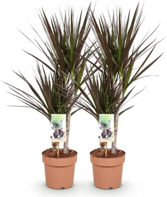 Obrázek produktu pro Dracaena Magenta 2 - nenárocná na péci, drací strom, výška 17cm, výška rostliny