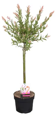 Zdjęcie produktu dla Bloomique - Salix Integra Flamingo - Wierzba pstra - Rośliny ogrodowe - Odporne na zimę - Wysokość 60-80 cm - Doniczka 17 cm