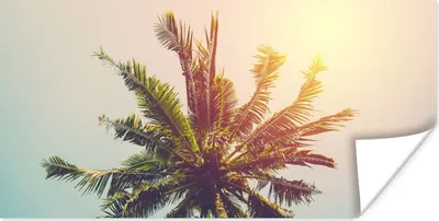 Produktbild von MuchoWow® Poster Palme - Sommer - Tropisch - Sonne 40x20 cm - Poster für die Wand - Poster Schlafzimmer