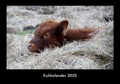 Produktbild von Kuhkalender 2025 Fotokalender DIN A3