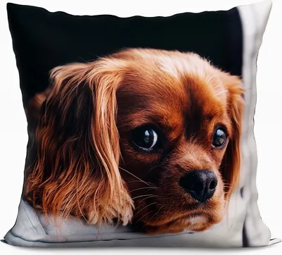 Image de Coussin décoratif 40x40 cm Chien