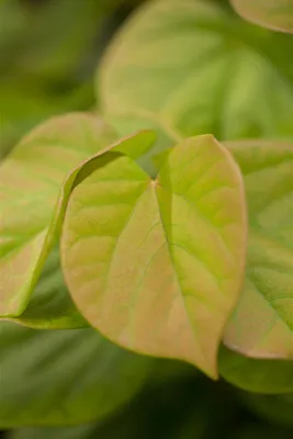 Produktbild von Cercis chinensis 'Avondale', Judasbaum, purpurrosa, 40–60 cm
