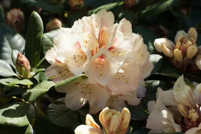 Produktbild von Rhododendron Hybr. 'Goldbukett', gelb, 40–50 cm