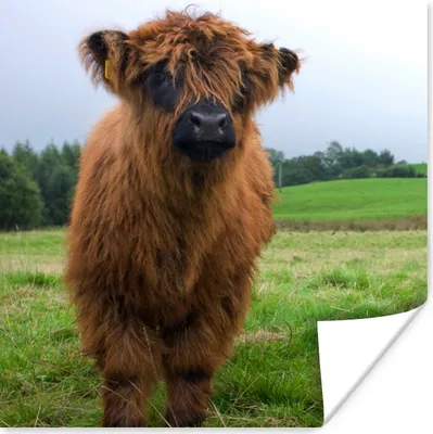 Produktbild von MuchoWow® Poster Schottische Highlander - Kühe - Natur - Grün - Gras 30x30 cm - Wandposter - Printing