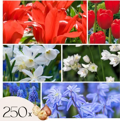 Produktbild von Blumenzwiebelmischung - 250 Stk - Tulipa Narcissus Scilla Allium Muscari