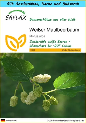 Produktbild von SAFLAX - Geschenk Set - Weißer Maulbeerbaum - 200 Samen - Mit Geschenk- / Versandbox, Versandaufkleber, Geschenkkarte und Anzuchtsubstrat - Morus alba