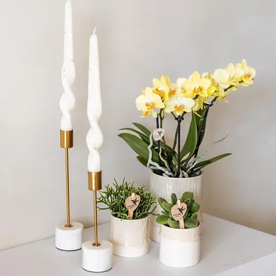 Produktbild von Übertopf Tree Travertine Ø6cm Mini Blumentopf in Naturstein Optik Pflanztopf