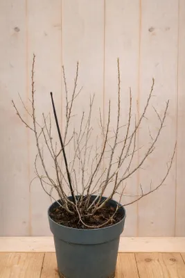 Productafbeelding van Duindoorn eenhuizig Hippophae rhamnoides Vitaminhochzeit 70 cm Warentuin Natuurlijk