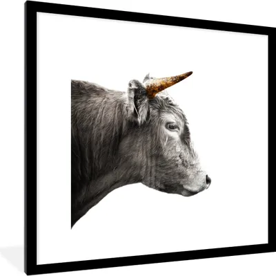 Produktbild von MuchoWow® MuchoWow® Gerahmtes Poster Schottisches Hochlandrind - Schottische Kuh - Goldene Hörner 40x40 cm - Poster mit zchwarzem Bilderrahmen - Poster - Plakat im Rahmen