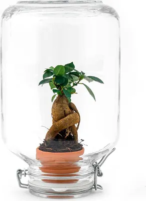 Produktbild von Flaschengarten Easyplant Terrarium Ficus Ginseng Bonsai Zimmerpflanze Deko Büro