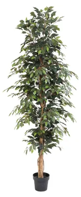 Image de Ficus benjamina artificiel (figuier de Barbarie) de 205 cm en pot, très grand et facile d'entretien